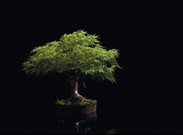 Photograph Andy Rudak Tree on One Eyeland